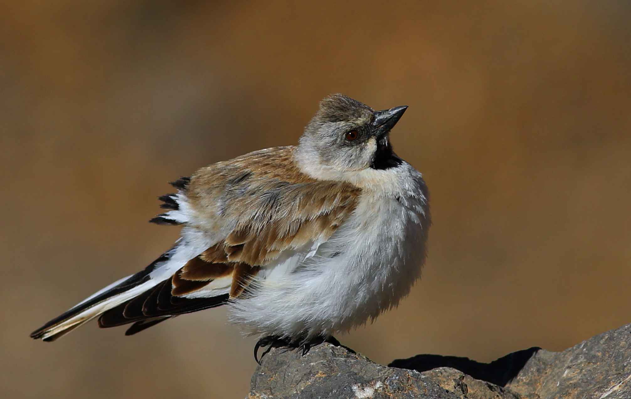 White-winged Snowfinch
